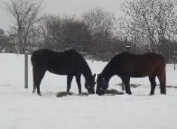 Horses at our Country B&B near Gloversville NY
